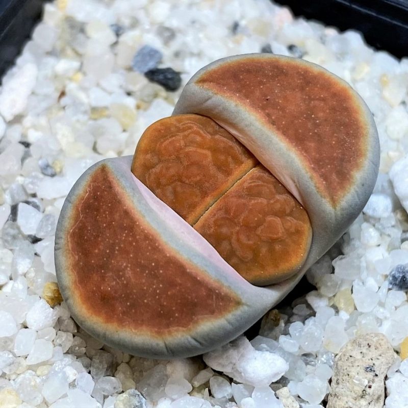 SH27108 Lithops karasmontana 'Top Red'