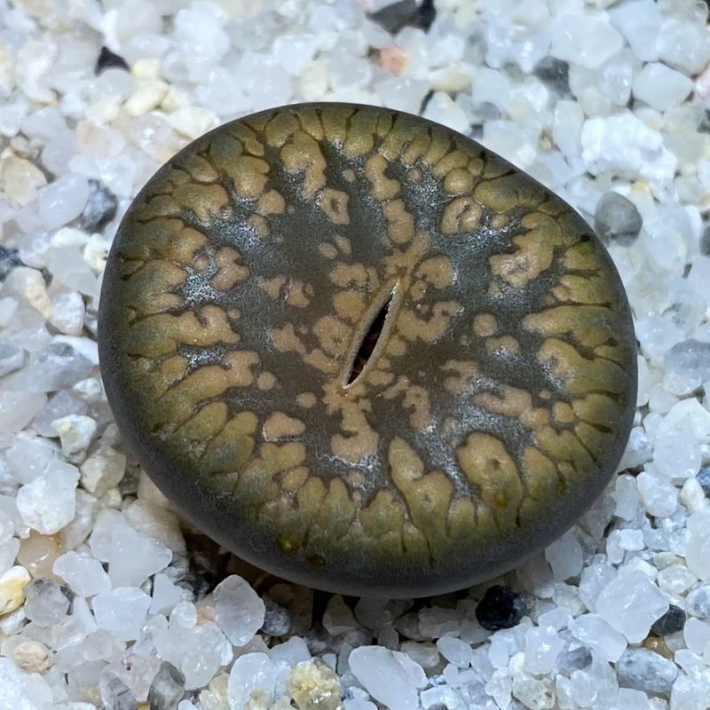 SH27109 Lithops aucampiae