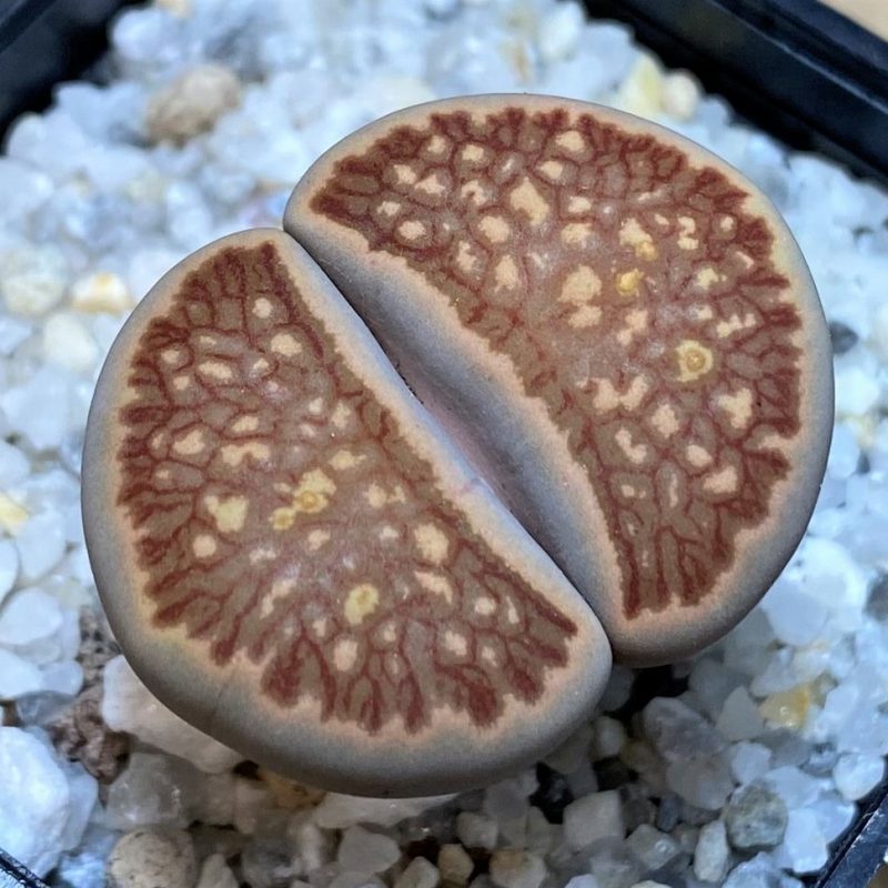 SH27110Lithops julii ‘Kikushogiyoku’ hybrid