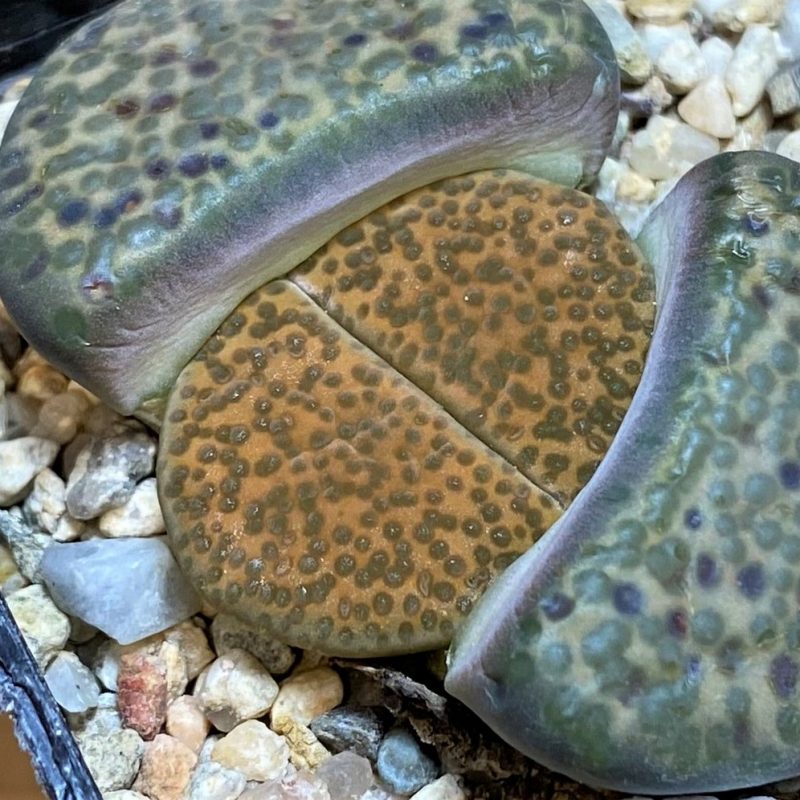 SH27112 Lithops fulviceps C284