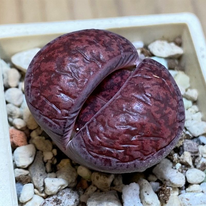 SH27114 Lithops lesliei ‘Fred’s Redhead’