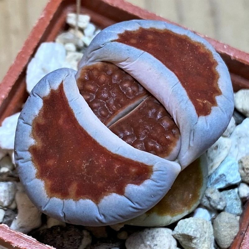 SH27115 Lithops karasmontana 'Top Red'