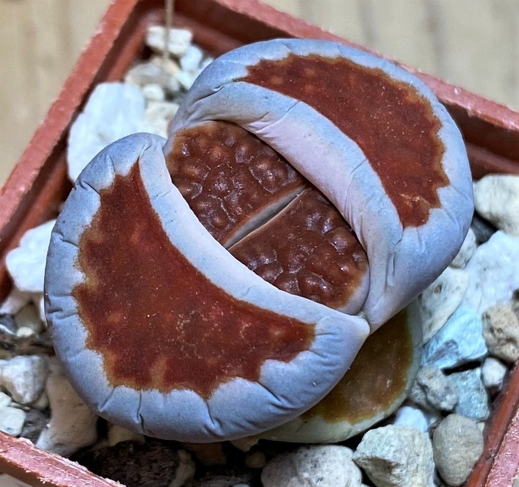 SH27115 Lithops karasmontana 'Top Red'