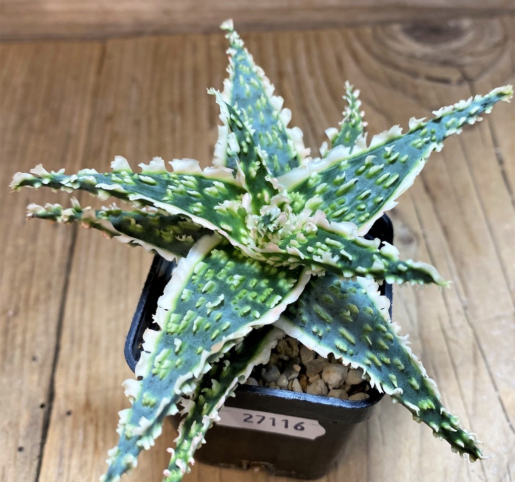 SH27116 Aloe TCT hybrid - Image 2