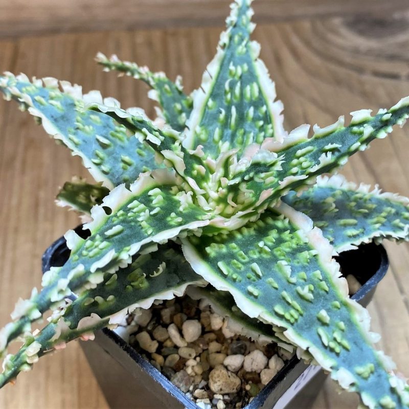 SH27116 Aloe TCT hybrid