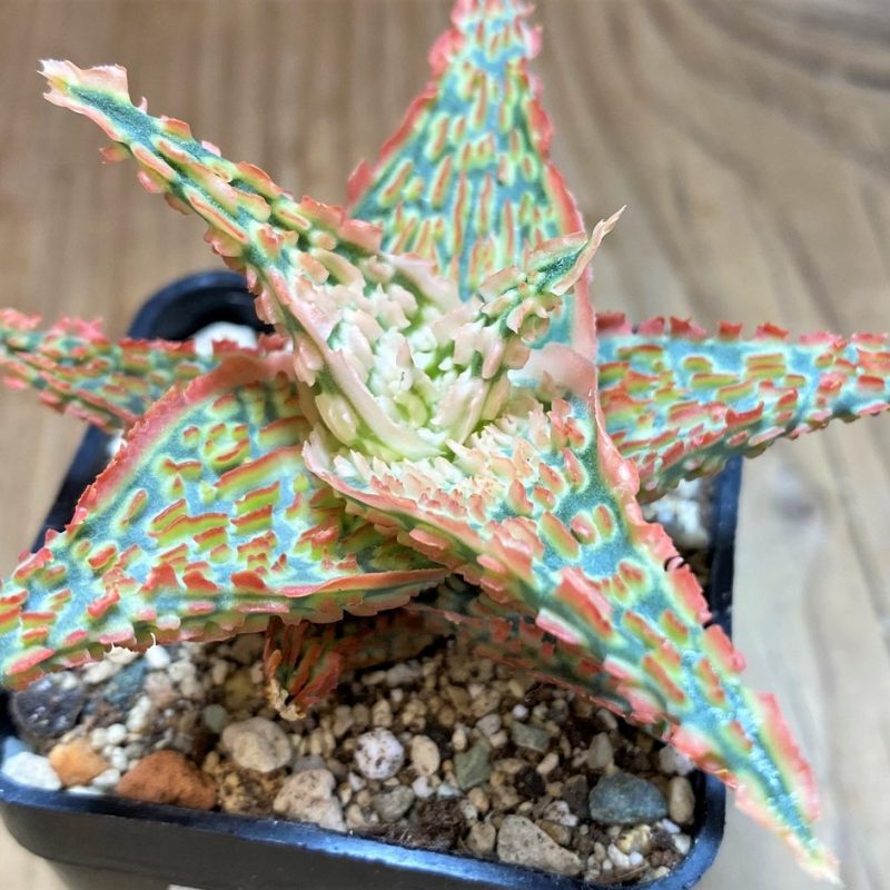 SH27117 Aloe TCT hybrid