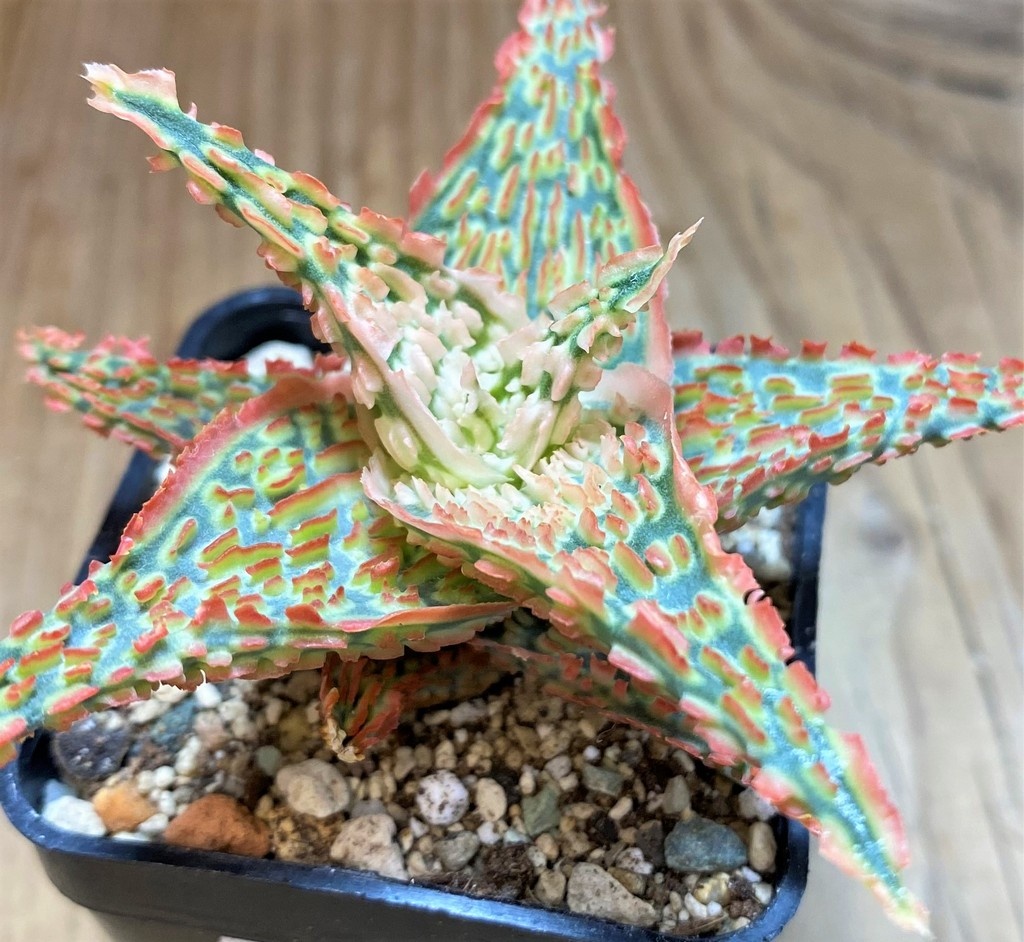 SH27117 Aloe TCT hybrid