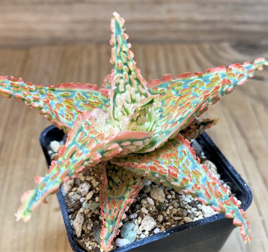 SH27117 Aloe TCT hybrid - Image 2