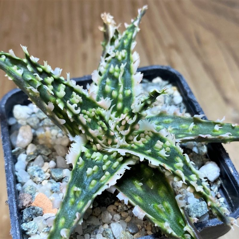 SH27118 Aloe TCT hybrid