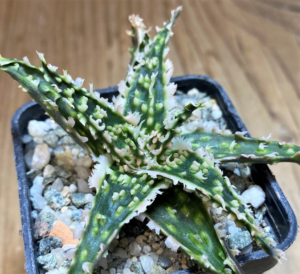 SH27118 Aloe TCT hybrid
