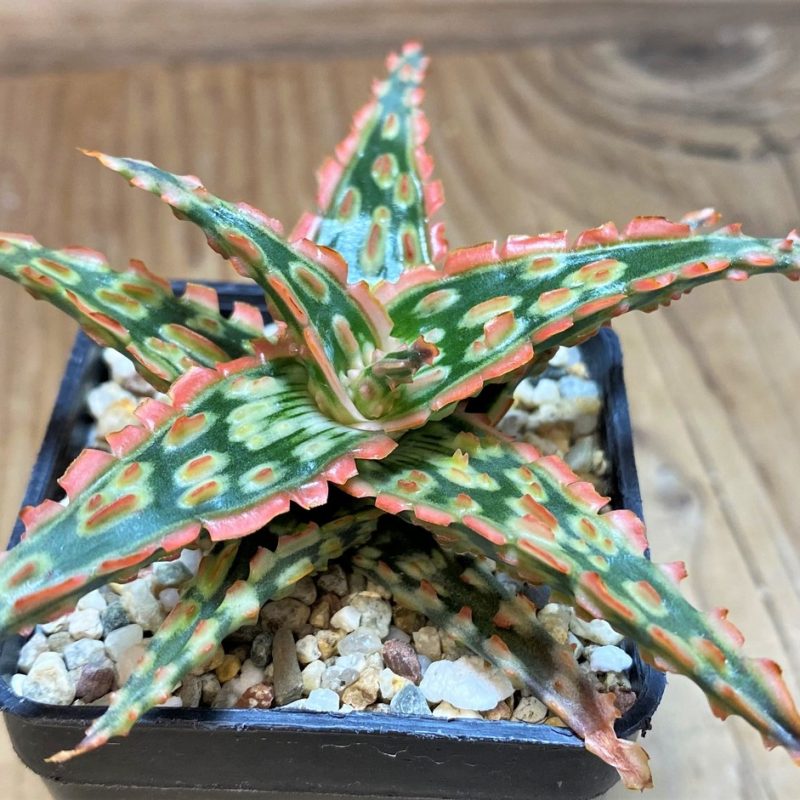 SH27119 Aloe TCT hybrid