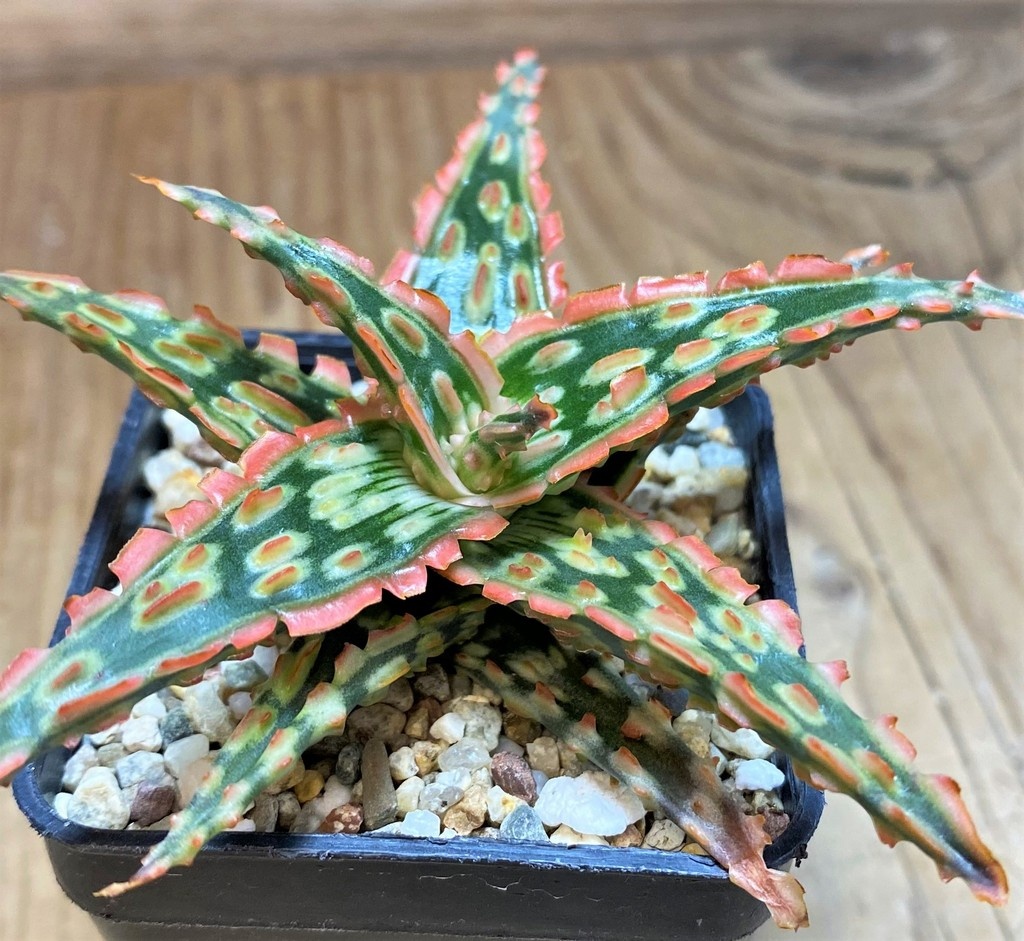 SH27119 Aloe TCT hybrid