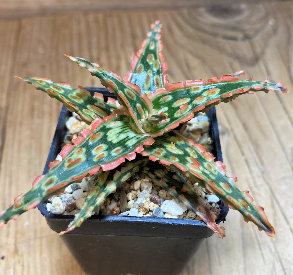 SH27119 Aloe TCT hybrid - Image 2