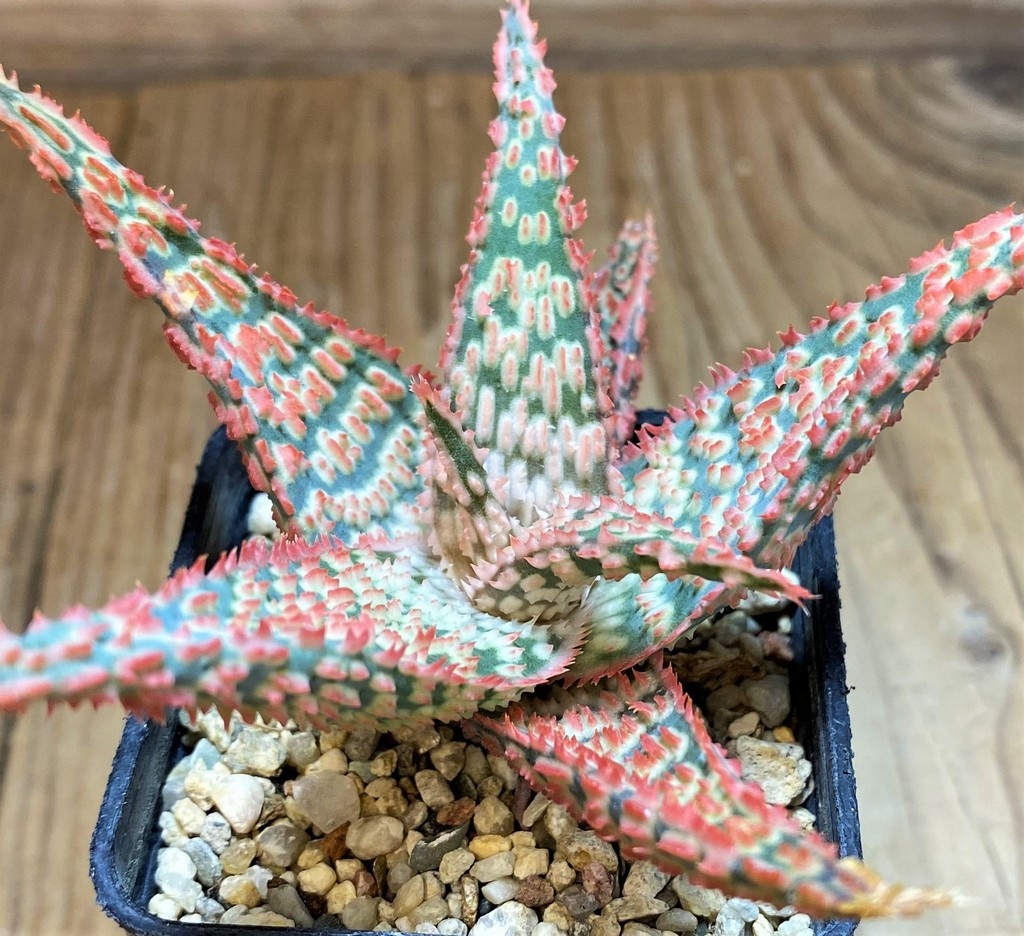 SH27120 Aloe TCT hybrid - Image 2