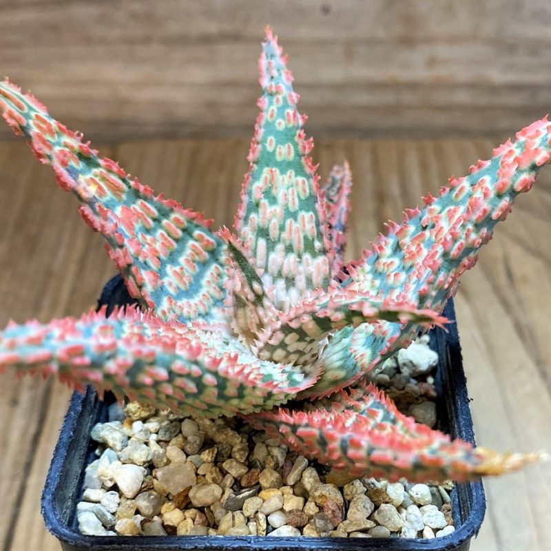 SH27120 Aloe TCT hybrid