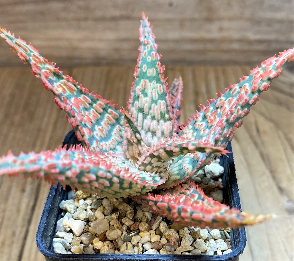 SH27120 Aloe TCT hybrid