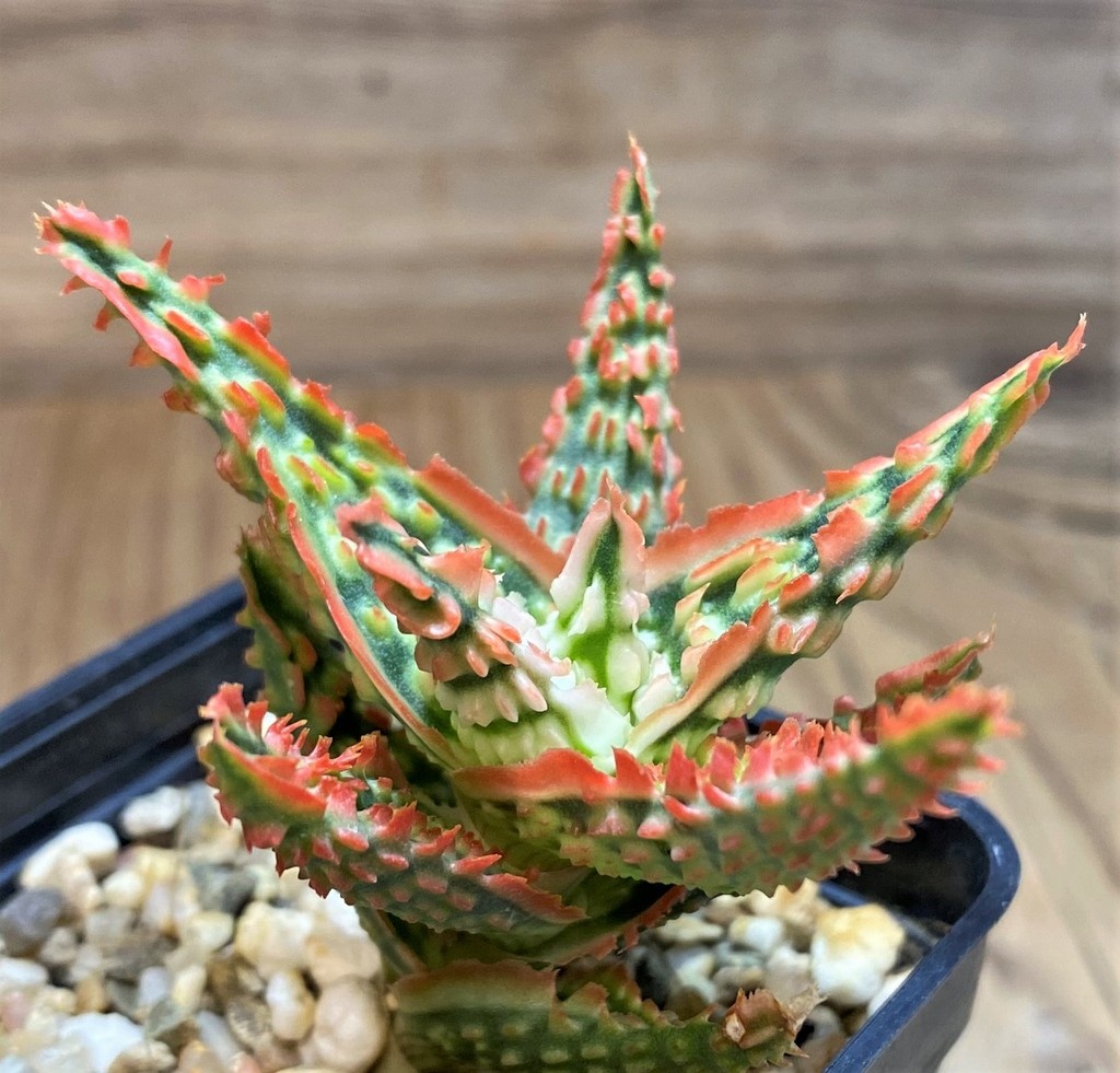 SH27121 Aloe TCT hybrid - Image 2