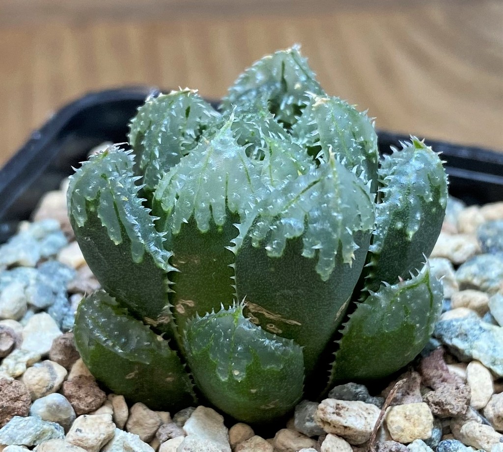SH27074 Haworthia ‘Magic Thorn’ - Image 2