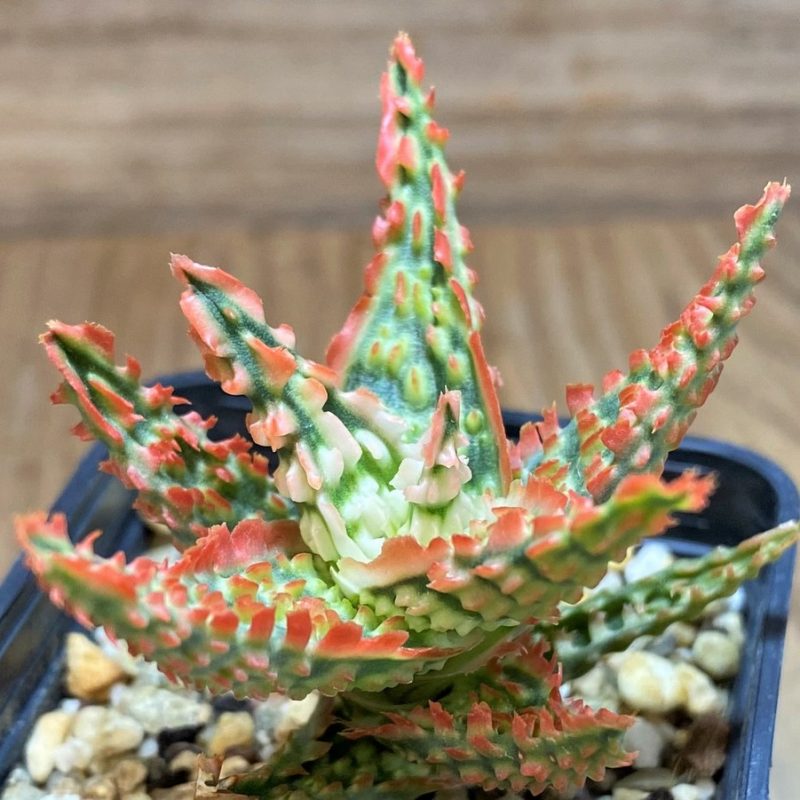 SH27121 Aloe TCT hybrid