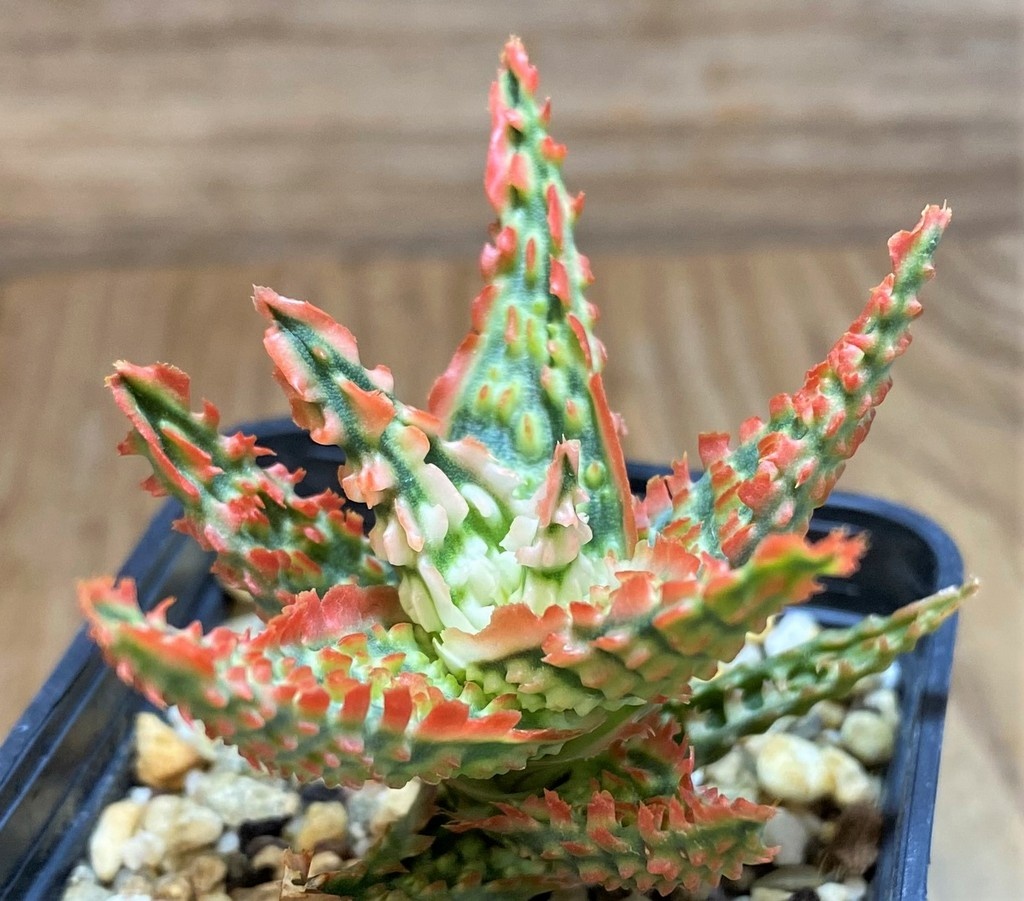 SH27121 Aloe TCT hybrid