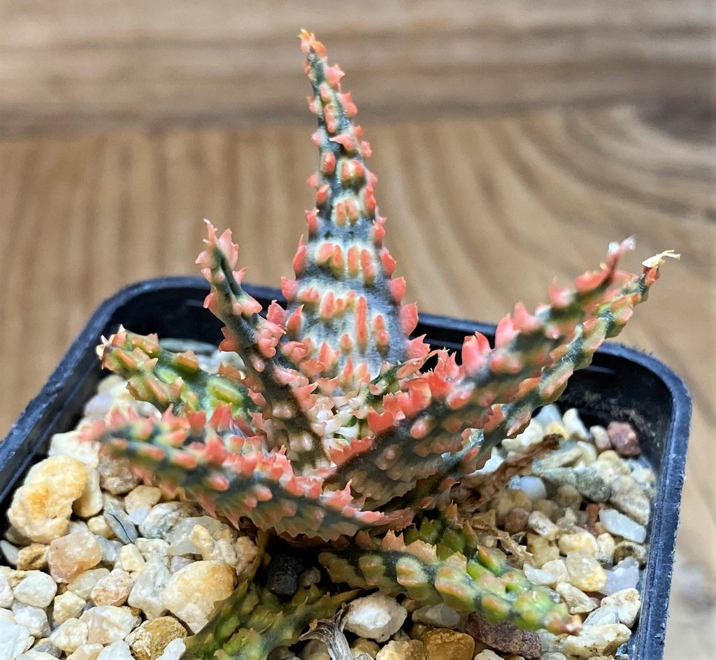 SH27122 Aloe TCT hybrid - Image 2