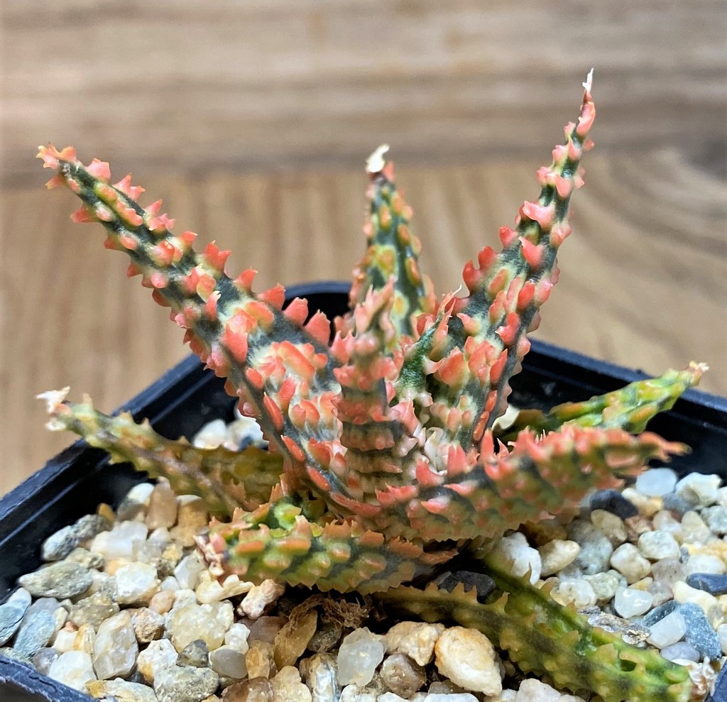 SH27122 Aloe TCT hybrid