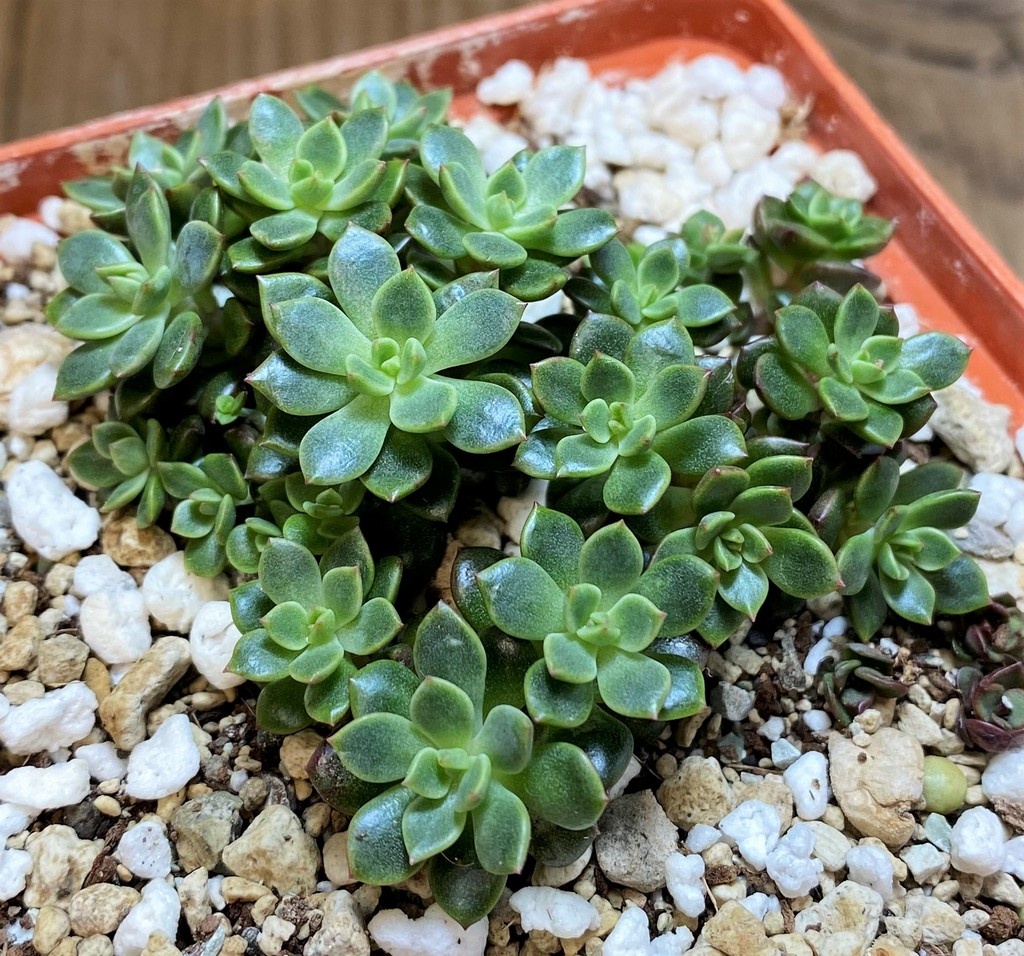 SH27123 Sedum sp. - Image 2