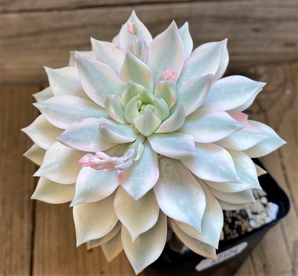 SH27124 Echeveria ‘Lina’ - Image 2