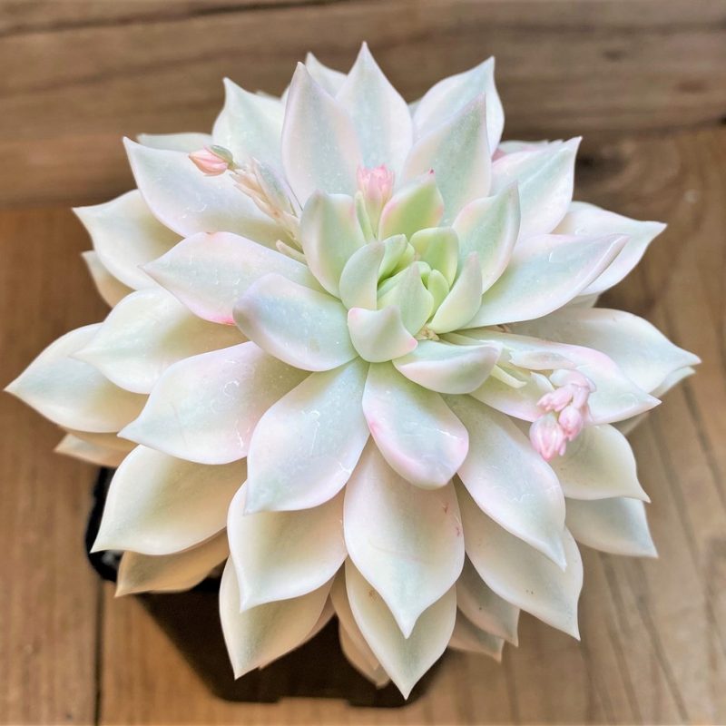 SH27124 Echeveria ‘Lina’