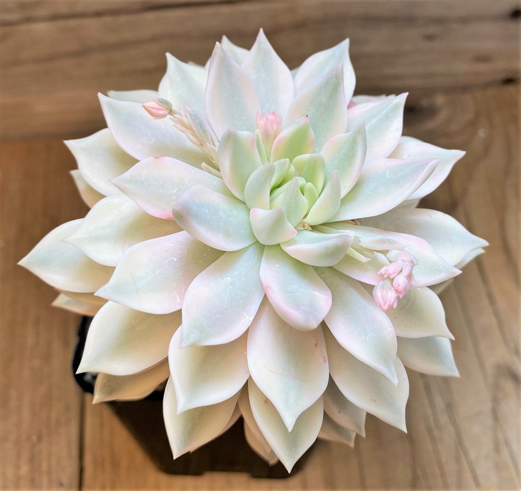 SH27124 Echeveria ‘Lina’