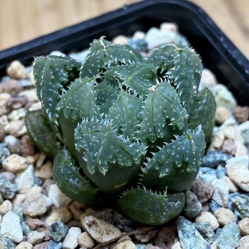 SH27074 Haworthia ‘Magic Thorn’