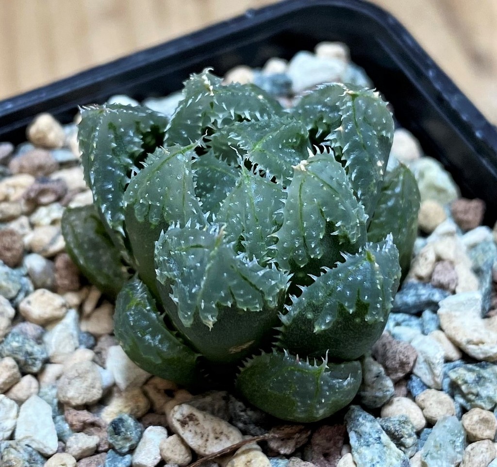 SH27074 Haworthia ‘Magic Thorn’