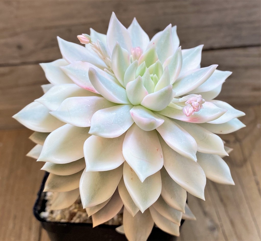 SH27124 Echeveria ‘Lina’ - Image 3