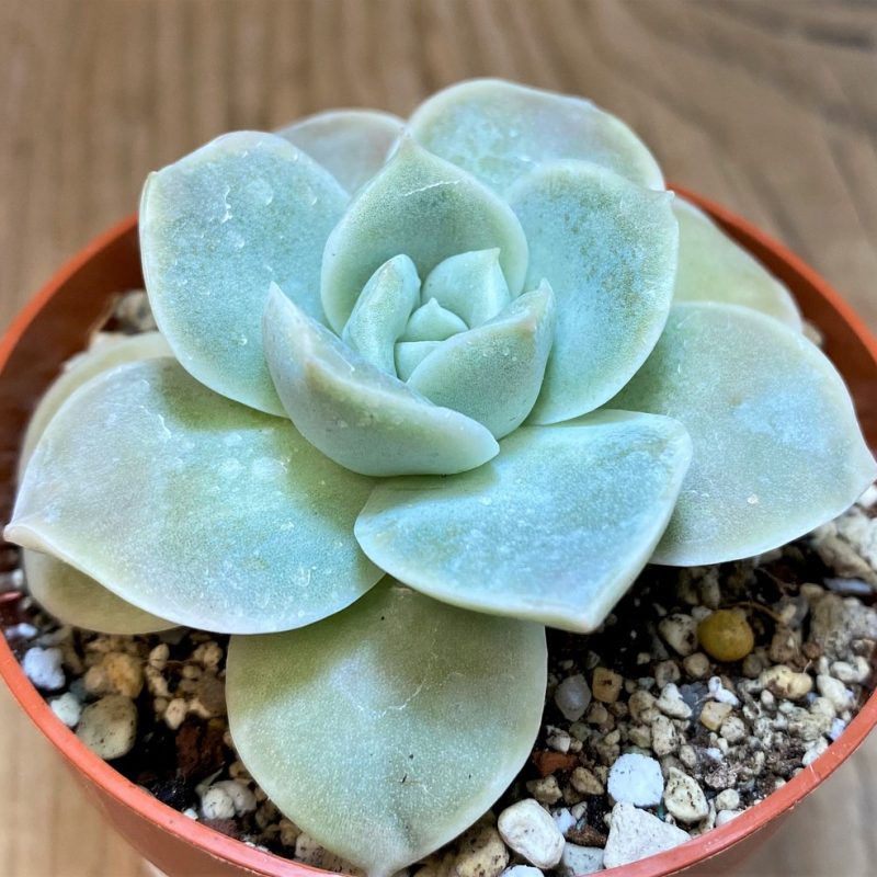 SH27125 Echeveria 'Lovely Rose'