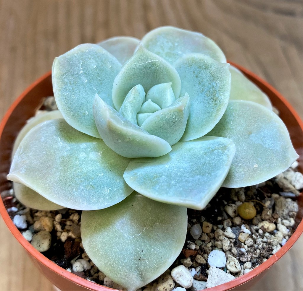 SH27125 Echeveria 'Lovely Rose'