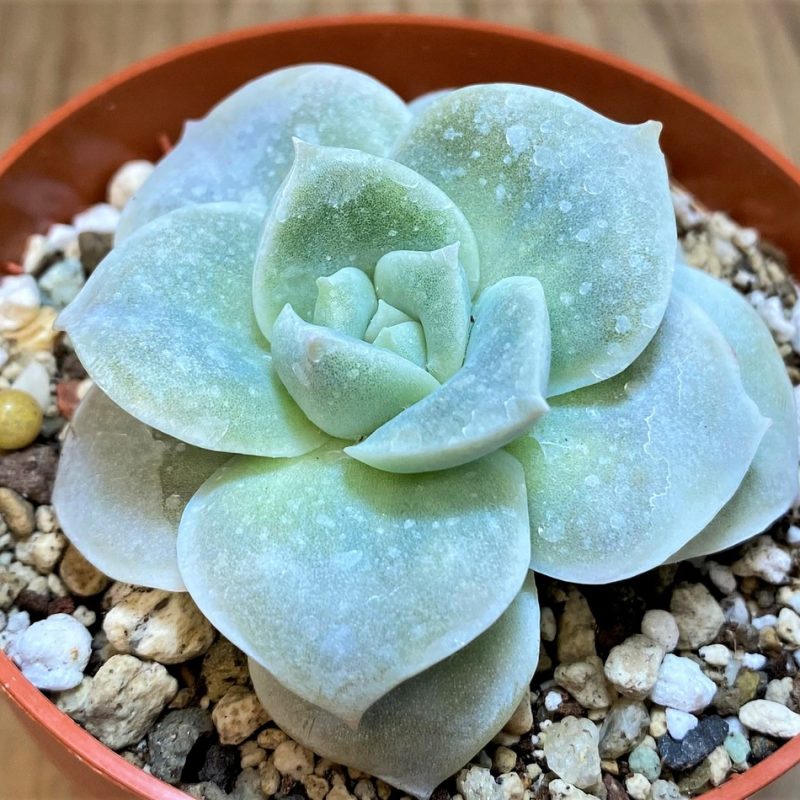 SH27126 Echeveria 'Lovely Rose'