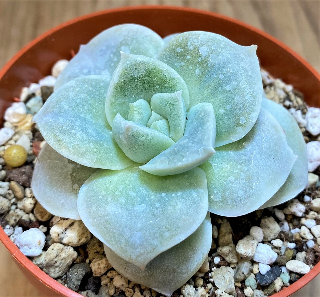 SH27126 Echeveria 'Lovely Rose'