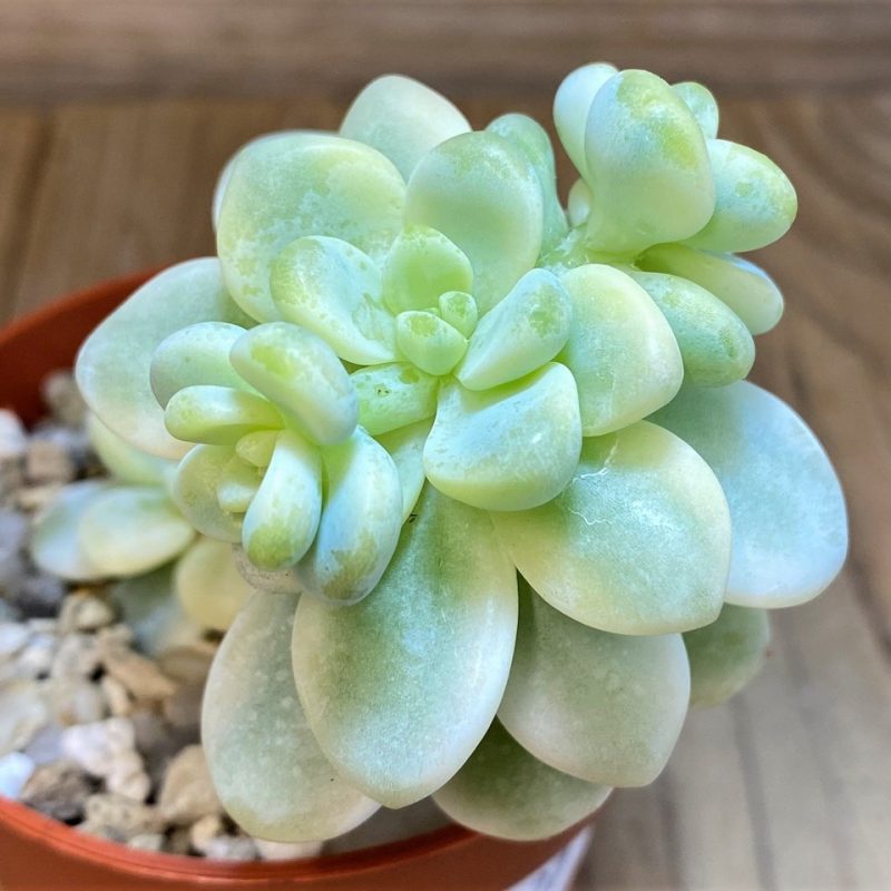 SH27127 Sedum clavatum f. variegata