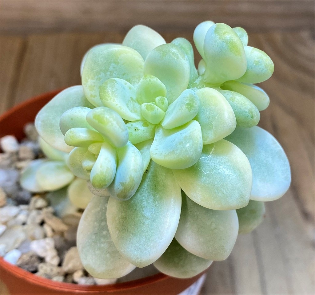 SH27127 Sedum clavatum f. variegata