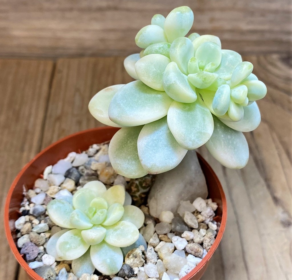 SH27127 Sedum clavatum f. variegata - Image 2