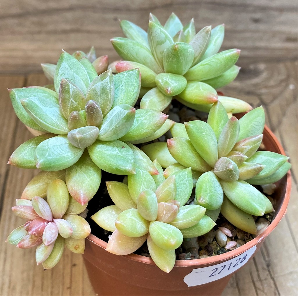 SH27128 Pachyphytum compactum - Image 2