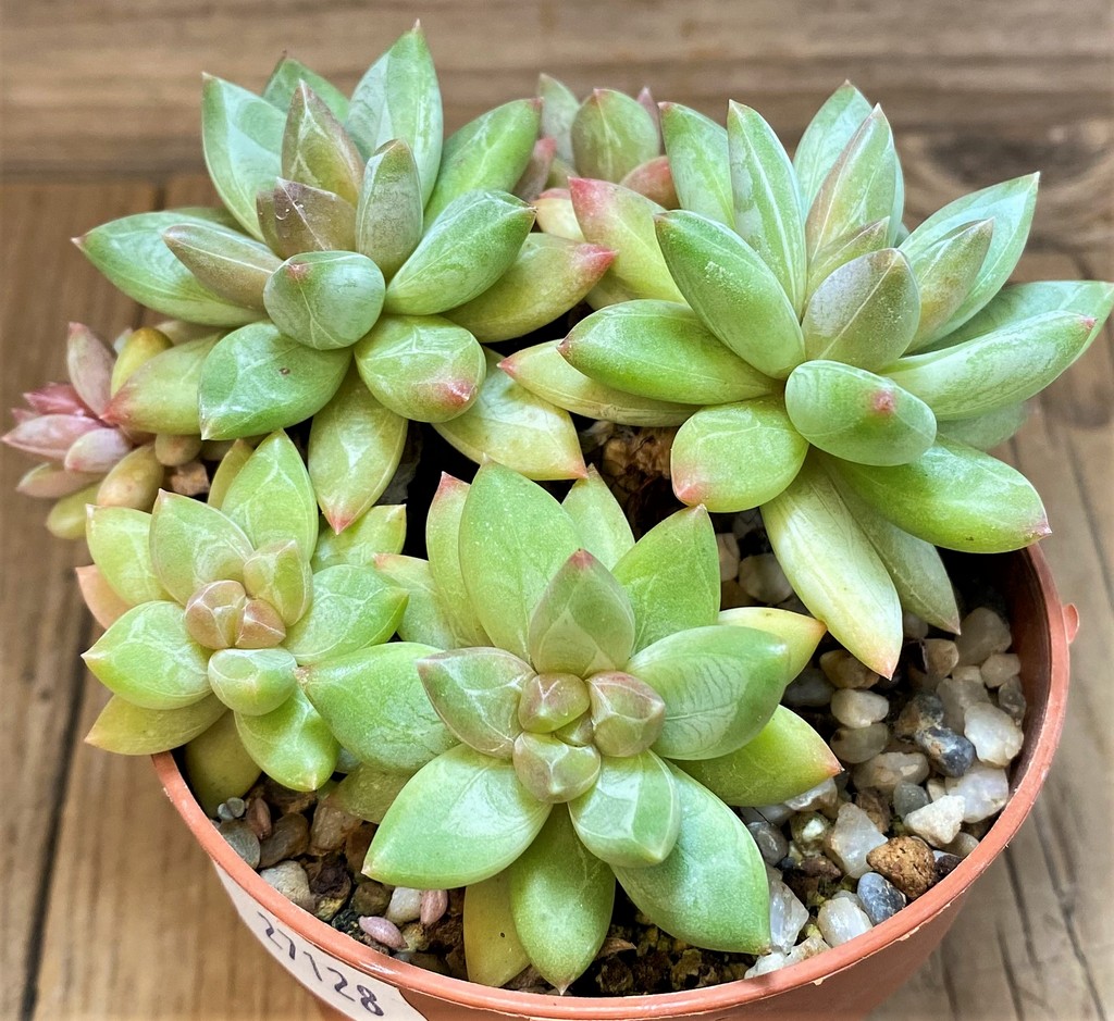 SH27128 Pachyphytum compactum