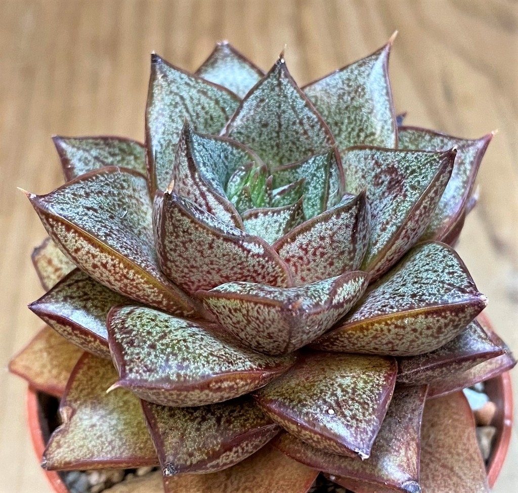 SH27129 Echeveria purpusorum