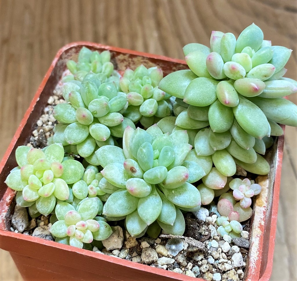 SH27130 Sedum sp. - Image 2