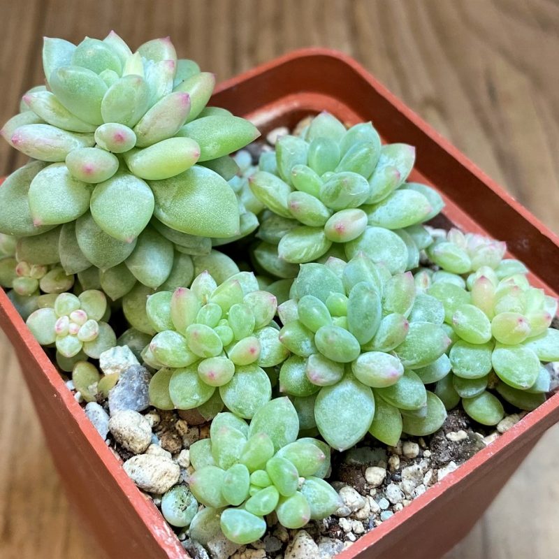 SH27130 Sedum sp.