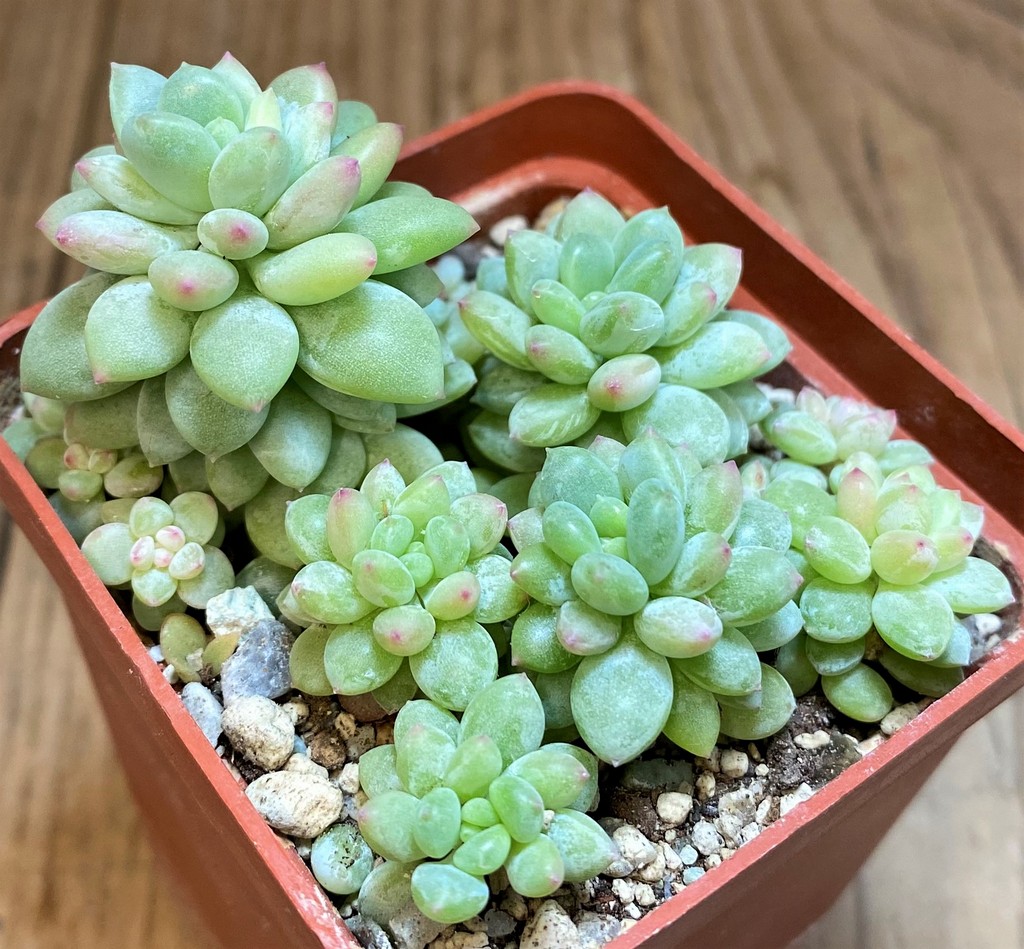 SH27130 Sedum sp.
