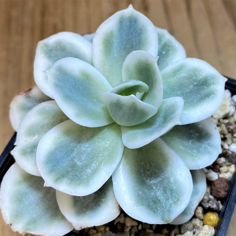 SH27131 Echeveria ‘Lemon Lime’