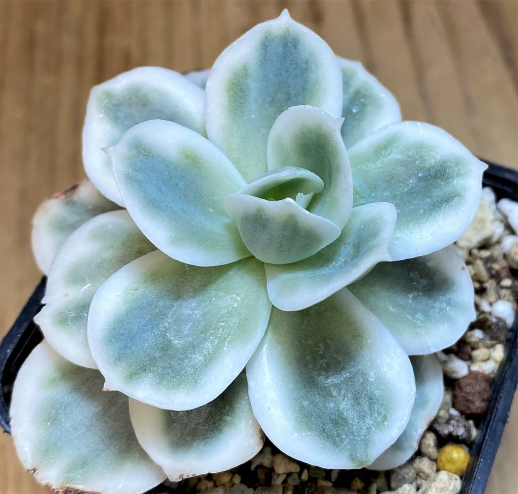 SH27131 Echeveria ‘Lemon Lime’