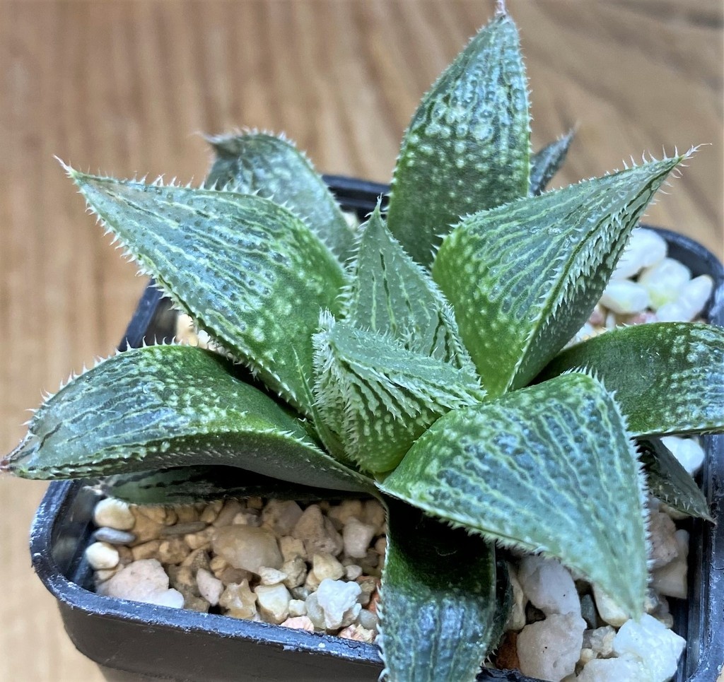 SH27075 Haworthia venusta hybrid - Image 2