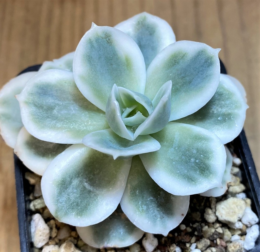 SH27131 Echeveria ‘Lemon Lime’ - Image 2